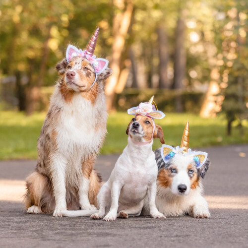 Tiere & Tierliebe